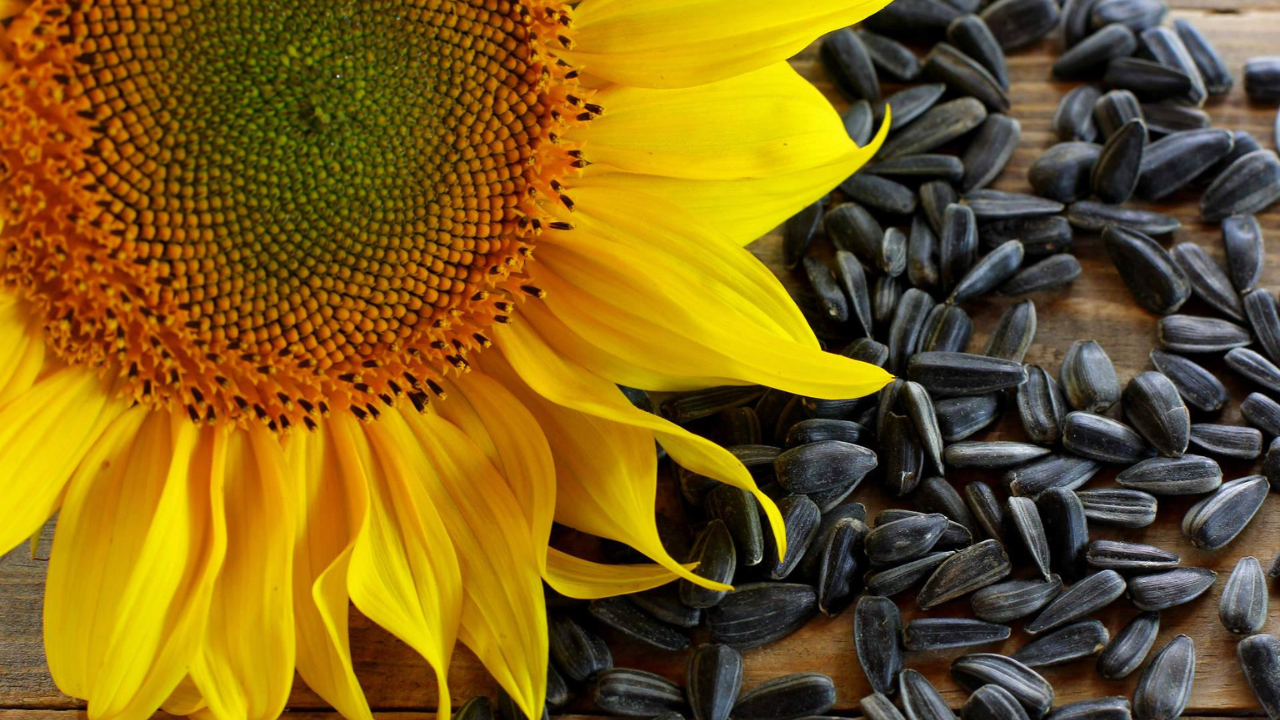How Organic Sunflower Seeds Benefit for Skin & Hair?