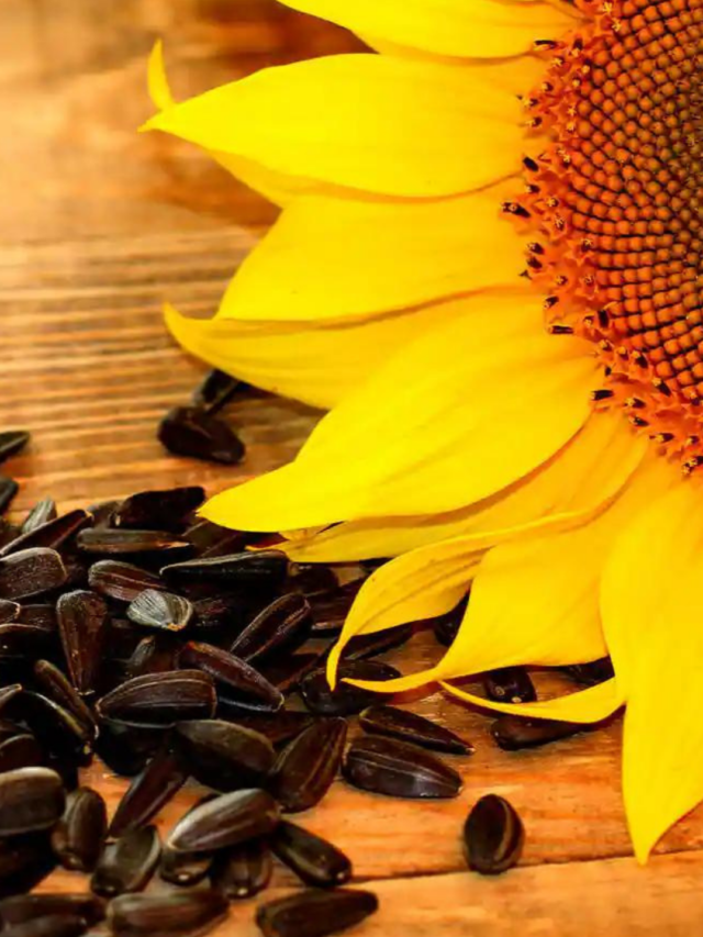 5 Benefits of Sunflower Seeds